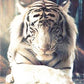 White Tiger Under Light Best Bead Art Kits
