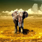 5D Diamond Painting Of Lonely Elephant
