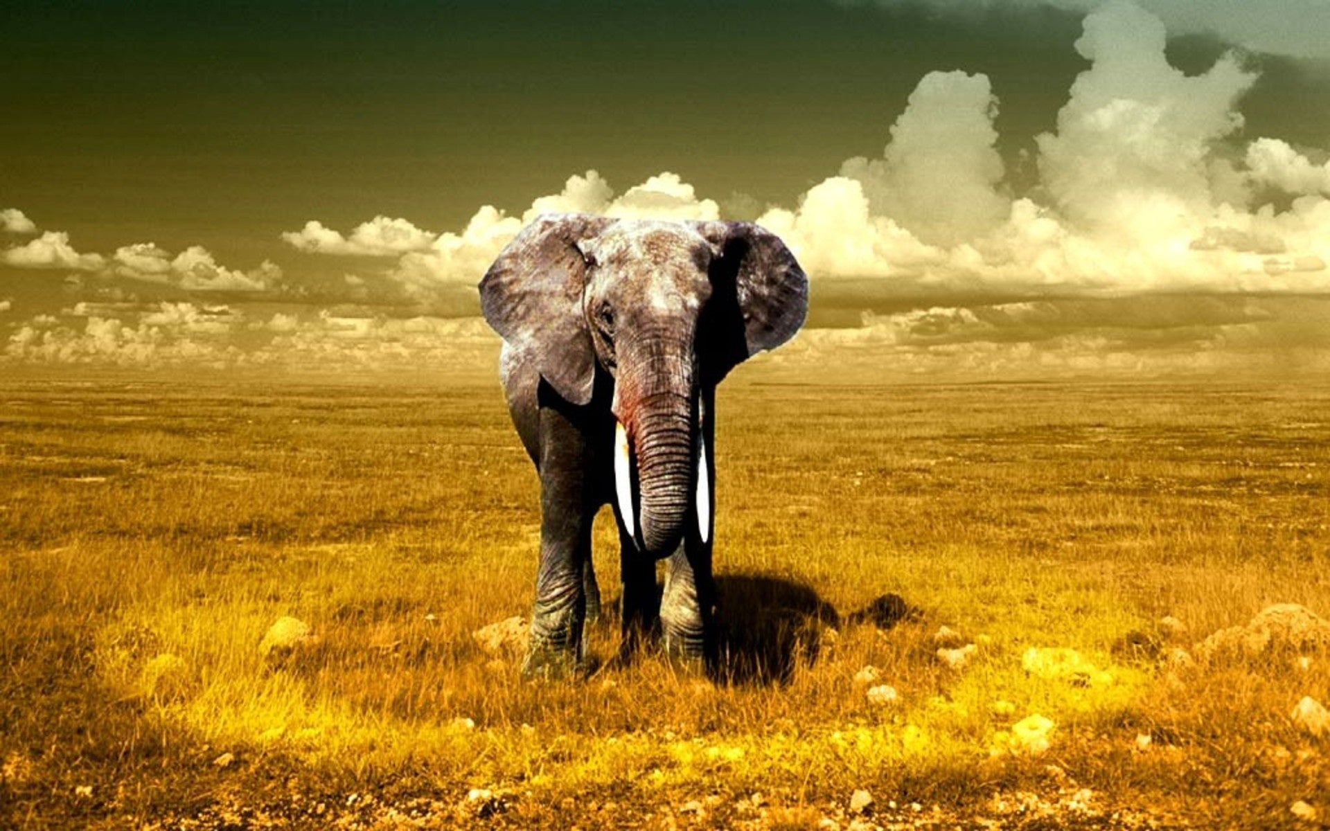5D Diamond Painting Of Lonely Elephant
