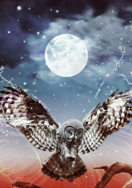 5D Diamond Painting Of Owl Bird With Moonlight