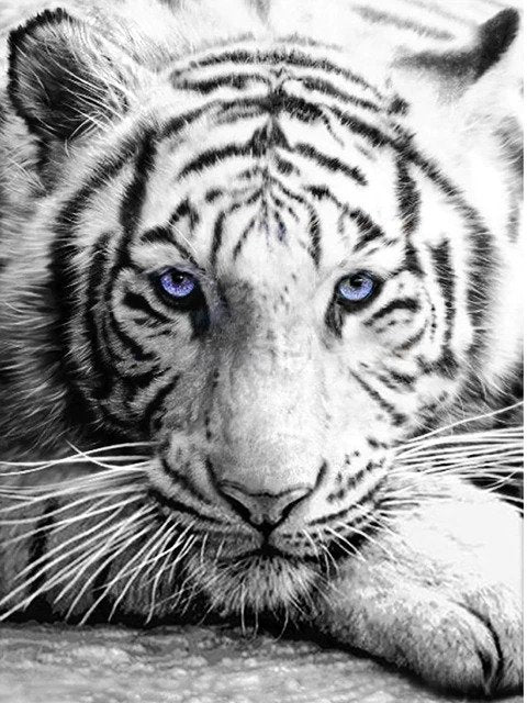 Beautiful Eyes Of Tiger Bead Art Kits