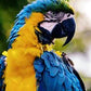 Beautiful Macaw Parrot Bead Painting Kit