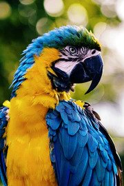 Beautiful Macaw Parrot Bead Painting Kit