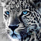 Blue Eyed Snow Leopard