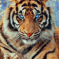 Blauäugiger Tiger – Tier-Diamantgemälde 