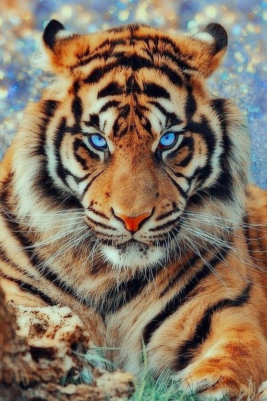 Blauäugiger Tiger – Tier-Diamantgemälde 