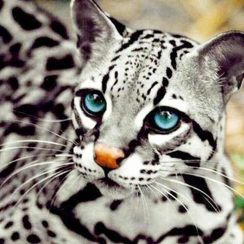 Blue Eyes Leopard Cub 5D Diamond Bead Art