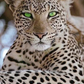Charm Eyes Beautiful Leopard-Bead Art Kits