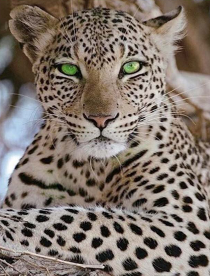 Charm Eyes Beautiful Leopard-Bead Art Kits