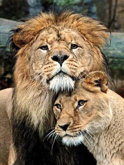 Couple Lions Diamond Bead Art