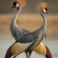Diamond Painting African Crowned Crane