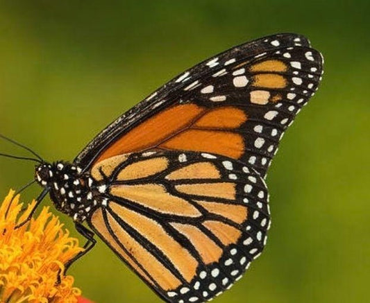 Diamond Painting Of The Beautiful Monarch Butterfly