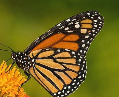 Diamond Painting Of The Beautiful Monarch Butterfly