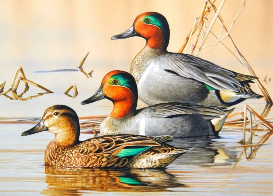 Ducks In Lakes Diamond Painting