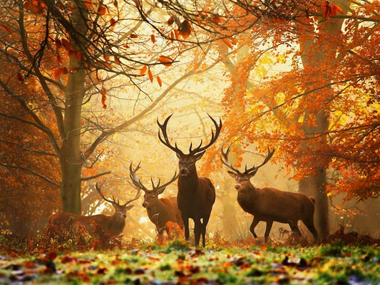 Elks In Autumn Forest Bead Art Kits