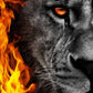 Fire On Lion Face 5D Diamond Bead Art