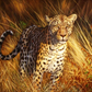 Hunter Leopard Best Diamond Painting