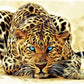 Leopard Staring 5D Diamond Bead Art
