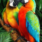 Macaw Parrot Couple Bead Painting Kits