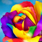 Multicolored Rose Bead Painting Kit