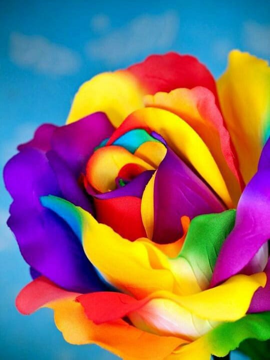 Multicolored Rose Bead Painting Kit