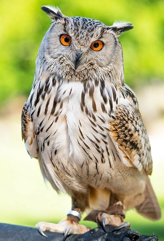 Owl Staring Bead Art Kits