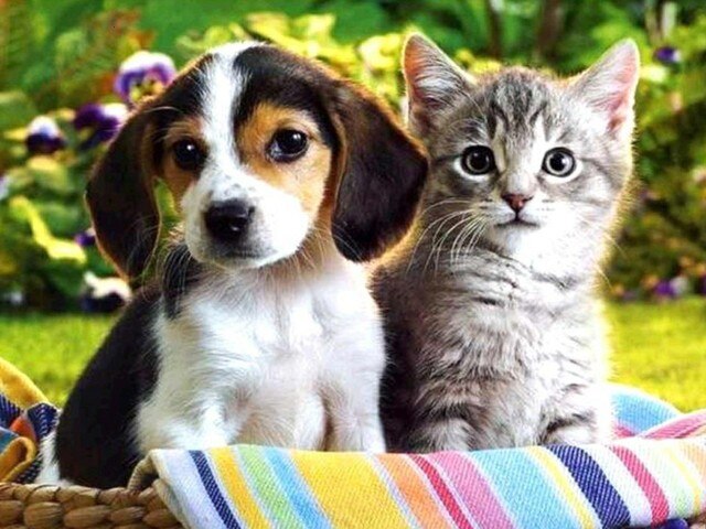 Puppy And Kitten Bead Art Kits