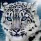 The Diamond Art Of The White Snow Leopard