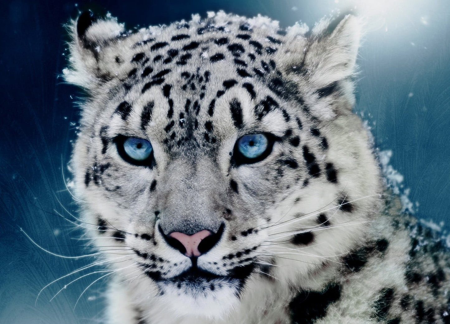 The Diamond Art Of The White Snow Leopard