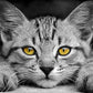 Schöne Augen-Katzen-Diamantmalerei 