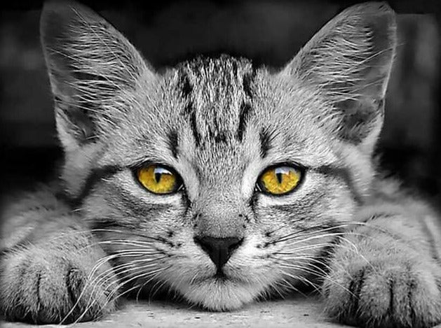 Beautiful Eyes Cat Diamond Painting