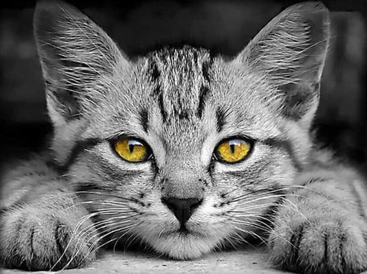 Schöne Augen-Katzen-Diamantmalerei 