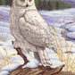 White Desert Owl Diamond Painting Kits