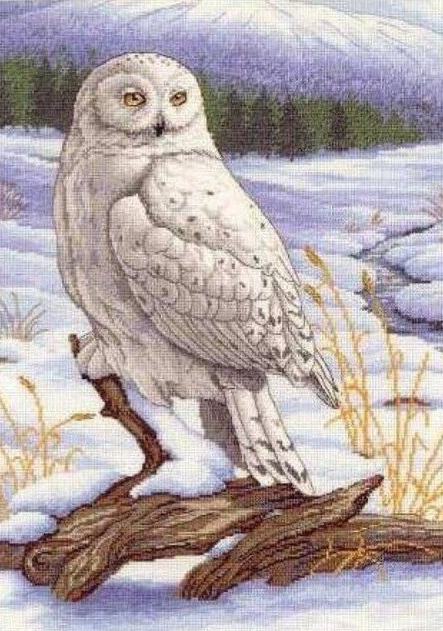 White Desert Owl Diamond Painting Kits