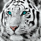 White Tiger With Blue Eyes Bead Art Kits