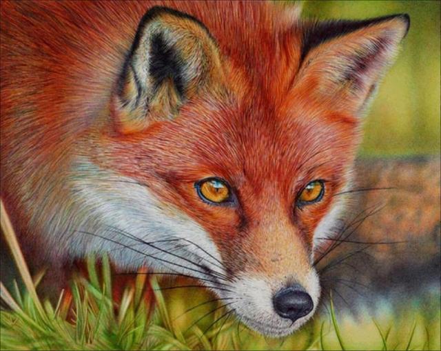 Wild Red Fox Bead Art Kits