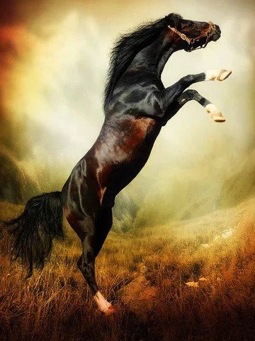 Wonderful Black Horse Best Bead Art Kits